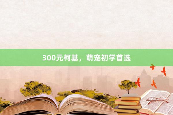 300元柯基，萌宠初学首选